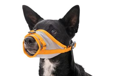 Preview: Ruffwear BACKTRAK HUNDE-EVAKUIERUNGSSET Cloudburst Gray Gr.M
